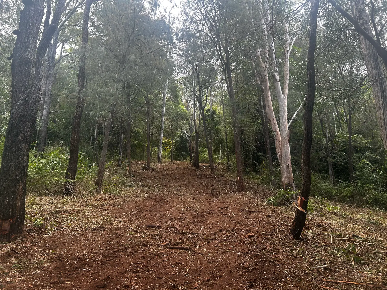 Firebreak cleared through timbered country on a rural property in Queensland