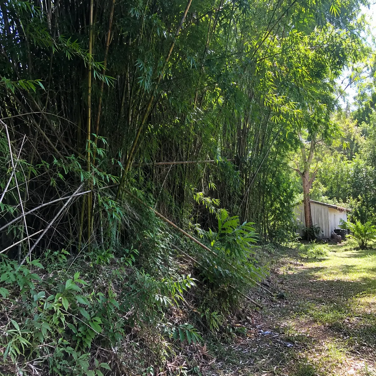 Dense bamboo overgrowth encroaching on a shed and yard in Queensland