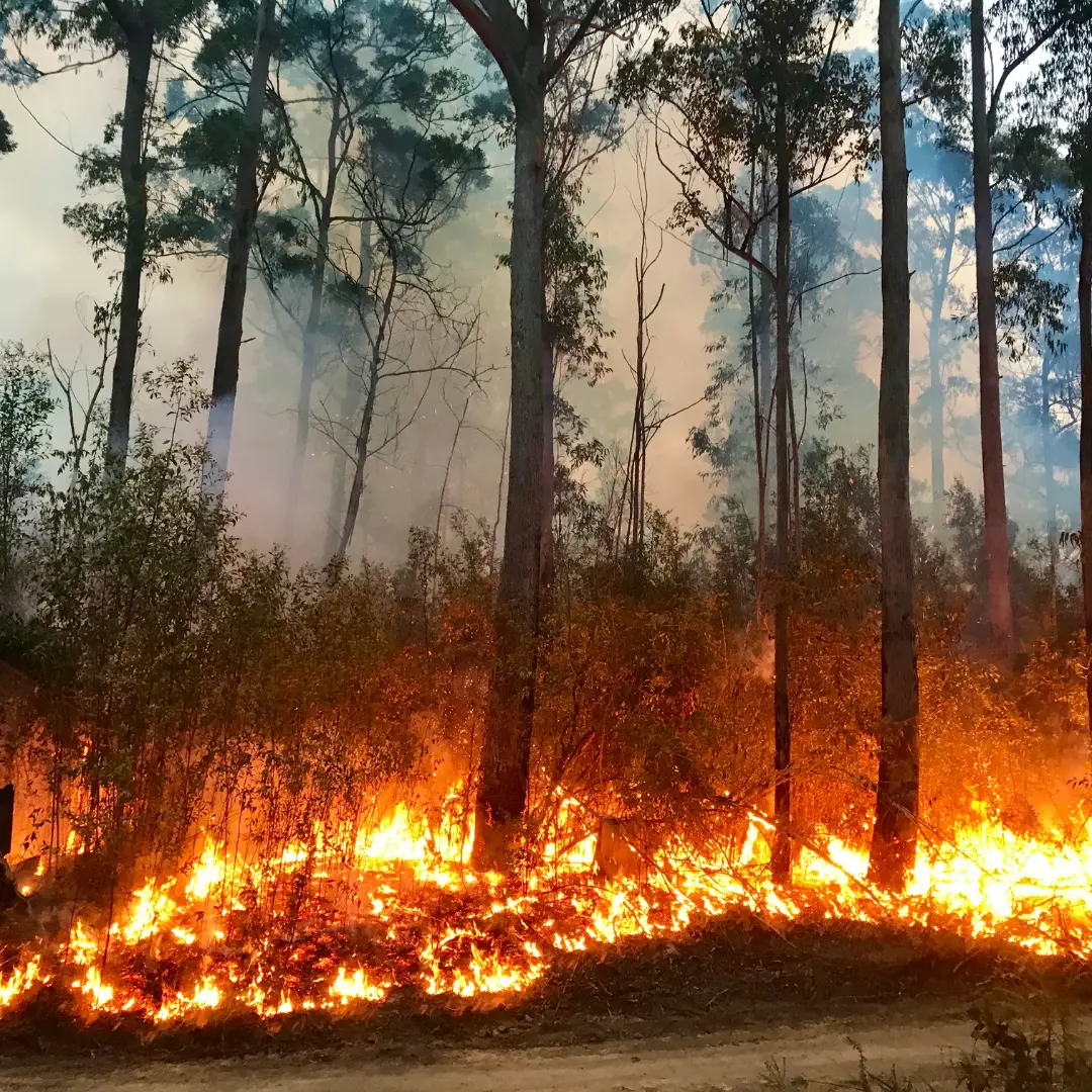 Active bushfire in timbered country highlighting the cost of delayed fire mitigation